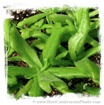 Pinguicula cubensis {Cuba} / 3+ plants