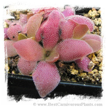 Pinguicula cv. Marciano (P. heterophylla x P. cv. Wesser) / 2+ plants