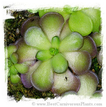 Pinguicula cyclosecta / 2+ plants *BCP Import* *Bonus Eligible*