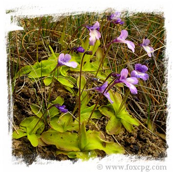 Pinguicula casperiana {Priego, Sierra de Cuenca, Prov. de Cuenca, Spain} / 1+ plants