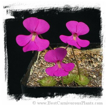 Pinguicula ehlersiae {Ixmiquilpan, Hidalgo, Mex., BG Linz # 006} / 2+ plants *BCP Import*