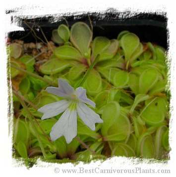 Pinguicula emarginata {white flower with reduced veins, small rosette} / 1+ plants *BCP Import*