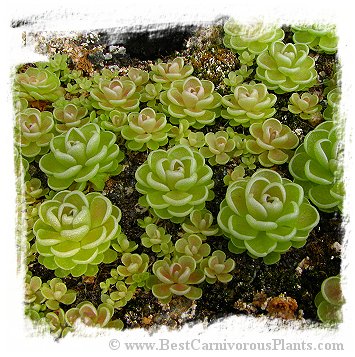 Pinguicula esseriana {El Tepozan, Nuevo Leon, Mexico} / 1+ plant *BCP Import*