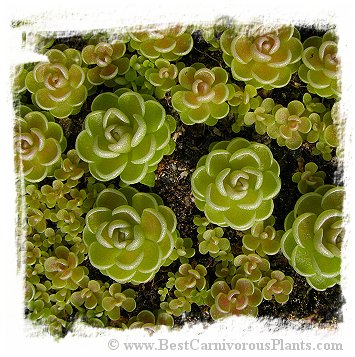 Pinguicula esseriana {El Tepozan, Nuevo Leon, Mexico} / 1+ plant