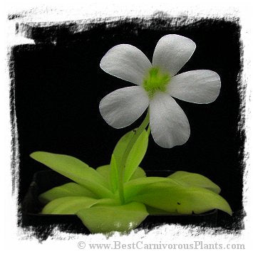 Pinguicula gigantea {red plant form} / 1 plant
