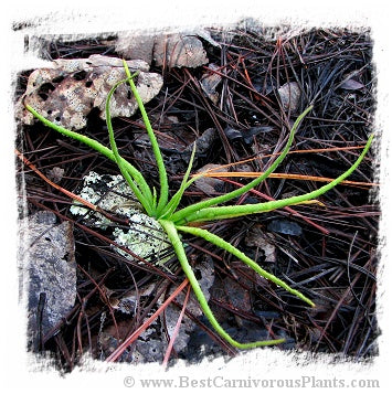 Pinguicula heterophylla {Concepcion Papalo, Mexico} / 2+ plants or dormant bulbs