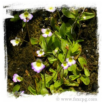 Pinguicula hirtiflora {true, Devoll Valley, Moglice, Albania} / 2+ plants *BCP Import*