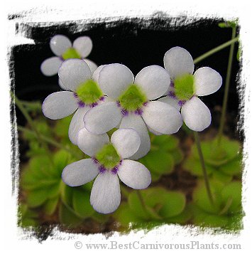 Pinguicula ibarrae {= P spec. agnata, Tlanchinol; Mexico} / 2+ plant