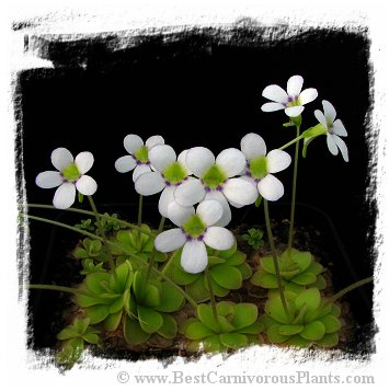 Pinguicula ibarrae {= P spec. agnata, Tlanchinol; Mexico} / 2+ plant *BCP Import* *Bonus Eligible*