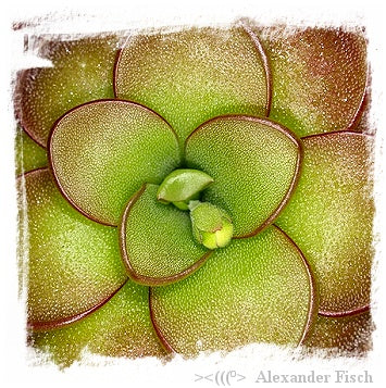 Pinguicula ibarrae {= P spec. agnata, Tlanchinol; Mexico} / 2+ plant *BCP Import* *Bonus Eligible*