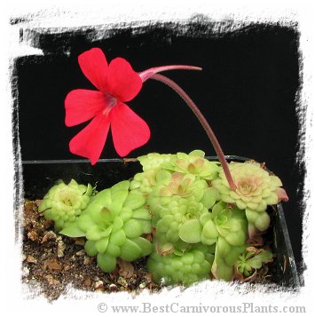 Pinguicula laueana {Crimson Red Flower} / 2+ plants *BCP Import* *Bonus Eligible*
