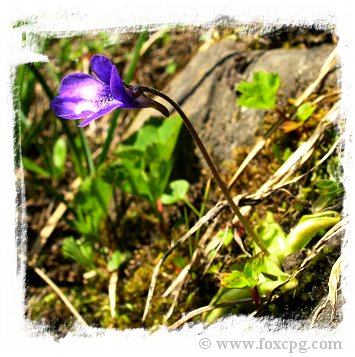 Pinguicula leptoceras {Valstrona, Italy, 1955m} / 1+ plants