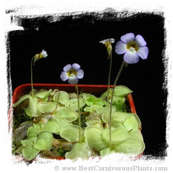 Pinguicula lilacina {La Florida, Mexico} (15 seeds)