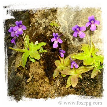 Pinguicula longifolia subsp. causensis {Mende, S. France, 400m} / 3+ plants *BCP Import* *Bonus Eligible*