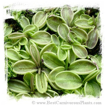 Pinguicula lusitanica {Geres, Portugal, 673 m a.s.l.} / 3+ plants