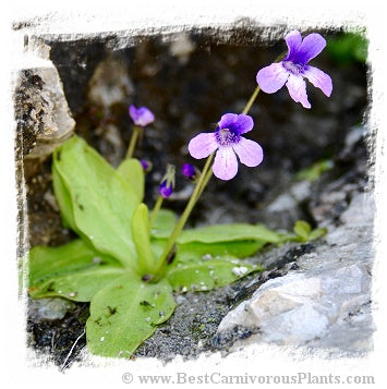 Pinguicula macroceras {Mt. Nyuto = Mt. Eboshi, Akita, Japan} / 2+ plants