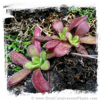 Pinguicula martinezii / 2+ plants *BCP Import*