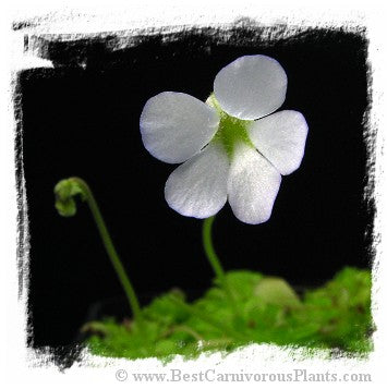 Pinguicula mirandae {Stan Lampard clone, Oaxaca, Mexico} / 1+ plant