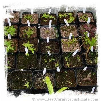 Pinguicula {mix of temperate species} (50 seeds)