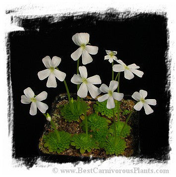 Pinguicula moranensis var. alba {pure white flower; 25 km from San Cristobal, Mexico} / 2+ plants *BCP Import*