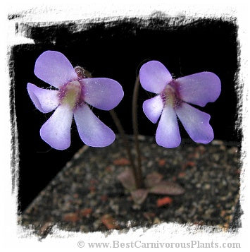 Pinguicula parvifolia {El mirador Pena Redonda, Ocuilan de Arteaga, Estado de Mexico, Mexico} / 1+ plant