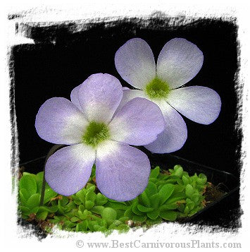 Pinguicula pilosa {=P. spec. Tamaulipas} / 1+ plant