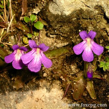 Pinguicula poldinii / 2+ plants *BCP Import*