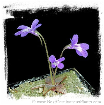 Pinguicula poldinii / 2+ plants *BCP Import*