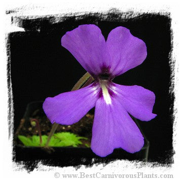 Pinguicula potosiensis / 2+ plants *BCP Import*