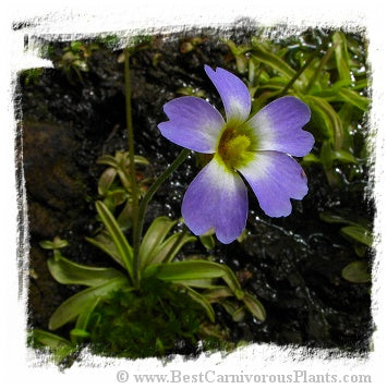 Pinguicula primuliflora / 1+ plants