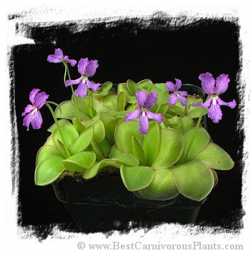Pinguicula rectifolia {near Huajuapan, Oaxaca, Mexico} / 1+ plants