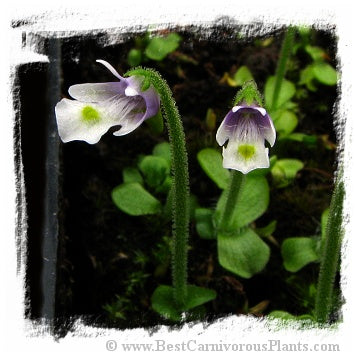 Pinguicula variegata / 2+ xs size plants