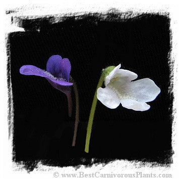 Pinguicula vulgaris {white flower, Slovakia} / 2+ plants *BCP Import* *Bonus Eligible*