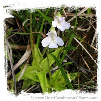 Pinguicula vulgaris {white flower, Slovakia} / 2+ plants *BCP Import* *Bonus Eligible*