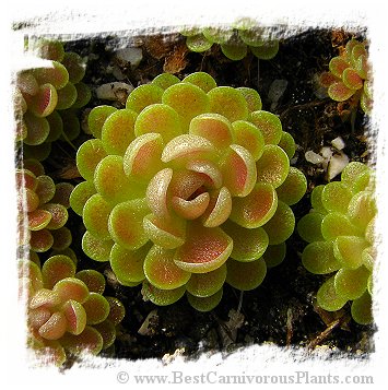 Pinguicula cv. Hanka {P. zecheri x P. rotundiflora} / 2+ plants *BCP Import* *Bonus Eligible*
