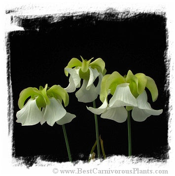 Sarracenia alata (20 seeds) *BCP Import* *Bonus Eligible*
