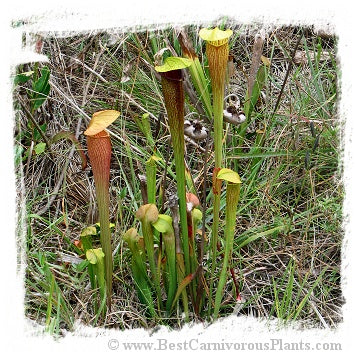 Sarracenia alata (20 seeds)