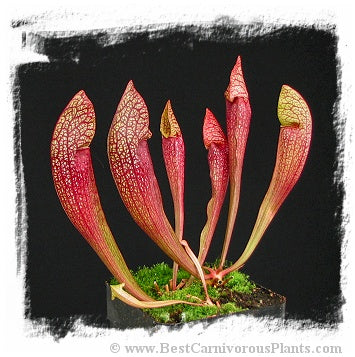 Sarracenia cv. Dixie Lace / 1 plant, size 10-20 cm