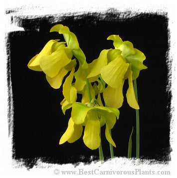 Sarracenia flava {Harleyville, Dorchester Co., South Carolina, USA} (20 seeds)