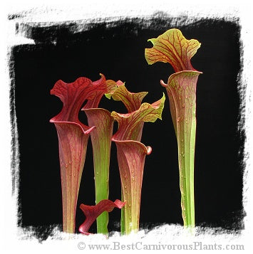 Sarracenia flava var. atropurpurea {and var. rubricorpora, mix of forms} (15 seeds)