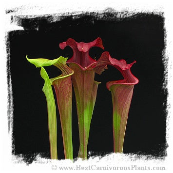 Sarracenia flava {mix of forms and variets} (25 seeds)