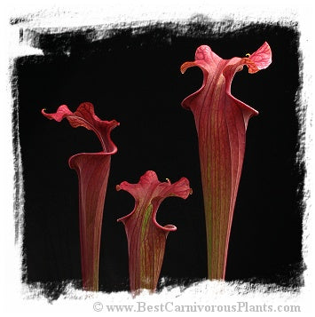 Sarracenia flava var. atropurpurea {and var. rubricorpora, mix of forms} (15 seeds) *BCP Import*
