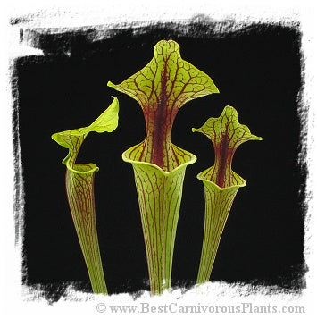 Sarracenia flava {mixed forms} / 2+ plants, size 8-20 cm, random selection of clones *BCP Import*
