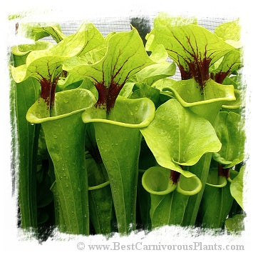 Sarracenia flava {cutthroat, near Edmund, Lexington Co., South Carolina, USA} (15 seeds)