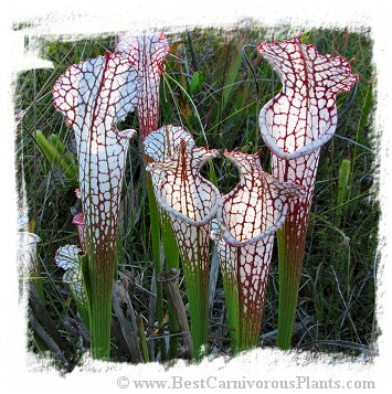 Sarracenia leucophylla {red forms mix} (20 seeds)