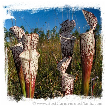 Sarracenia leucophylla {mix of different forms} (20 seeds)
