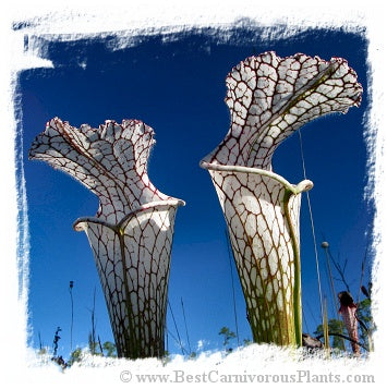 Sarracenia leucophylla {red forms mix} (20 seeds) *BCP Import* *Bonus Eligible*