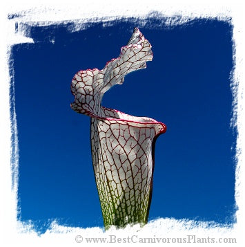 Sarracenia leucophylla {red forms mix} (20 seeds) *BCP Import* *Bonus Eligible*
