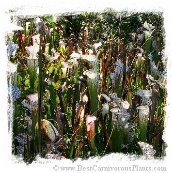 Sarracenia leucophylla var. alba {mix of different forms} (20 seeds) *BCP Import* *Bonus Eligible*