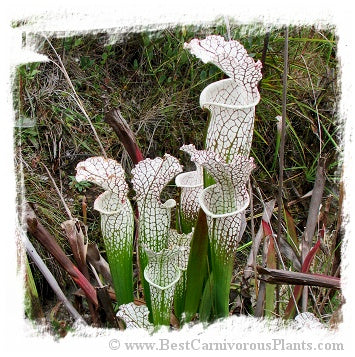 Sarracenia leucophylla var. alba {mix of different forms} (20 seeds)